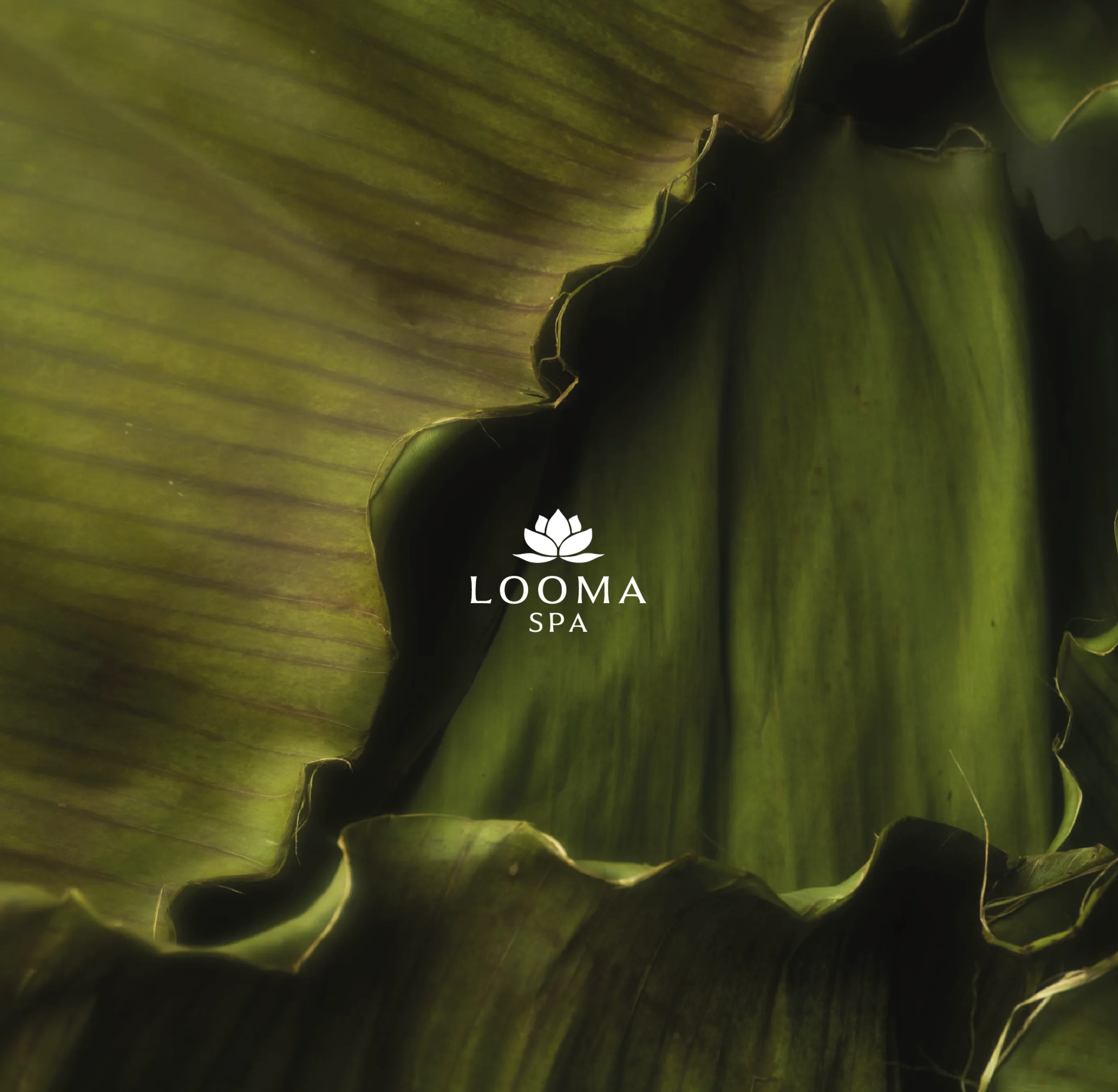 Looma Spa identity set against sculptural green leaves.
